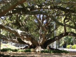 Arbre du parc Albert