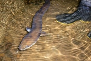 Anguille à Waitomo