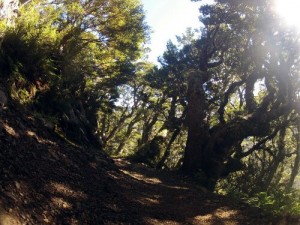 La forêt du Kepler Track